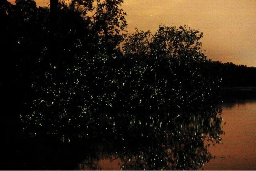 Mangrove Afterdark